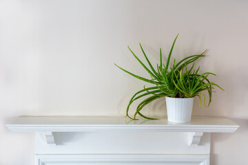 An Aloe Vera plant in a white china pot is placed on an old style white wooden sheft.