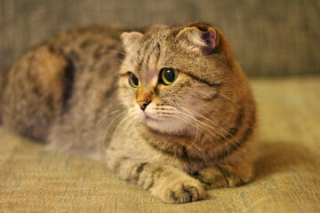 Fototapeta na wymiar The scottish fold cat