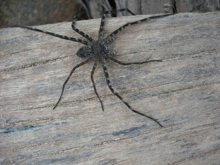 big hairy spider on wood