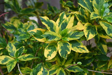 The golden leaf or mimicry plant is the leaf that sits on the green leaf background. The middle of the yellow leaves resembles a golden color. Scientific name: Graptophyllum pictum (L.) Griff. 
