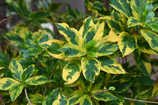 The golden leaf or mimicry plant is the leaf that sits on the green leaf background. The middle of the yellow leaves resembles a golden color. Scientific name: Graptophyllum pictum (L.) Griff. 
