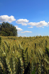 Fototapeta premium Barley, blue skies and clouds, Derbyshire England 