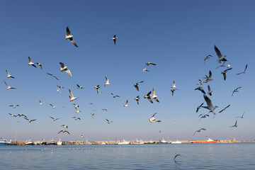 Seagulls in the harbor, San Benedetto, italy