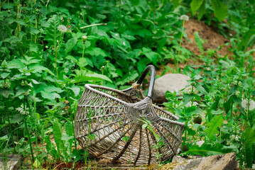 closeup of mushroom handmade wicker bascet in forest