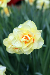Close up of a Jonquil flower, Jersey Channel Islands
