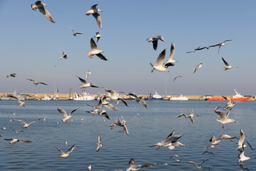 Seagulls in the harbor, San Benedetto, italy