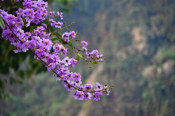 Fresh purple flower on blurred natural background called Inthanin flower Or Inthanininnam with the scientific name Lagerstroemia speciosa (L.) Pers. Is a medicinal plant that blooms from March - Jun.