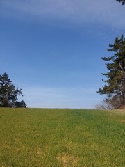 Obraz premium field and blue sky