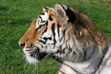 Close up profile of a tiger
