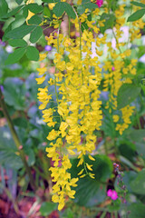 Close up of yellow laburnum flowers Derbyshire, England
