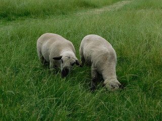 Closeup side view of Hampshire Ram sheep with cute little button tails and large sacks, grazing in a lush green grass field, in Gauteng, South Africa on a hot summer's day