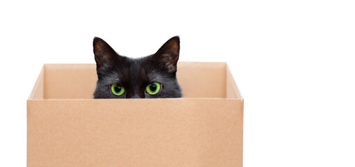 czarny kot w pudełku na białym tle