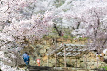 鶴山公園の桜