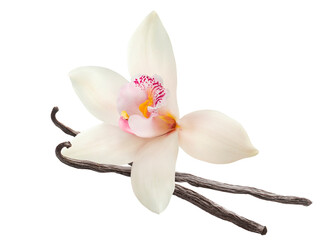 Vanilla flower and sticks isolated on white background.