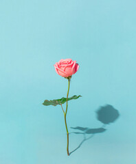 Sunny pink rose flower with shadow on blue pastel background. Valentines day, mothers day, womens day concept. Copy space.