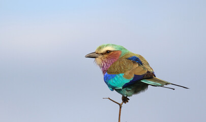 Isolated lilac breasted roller on a perch.