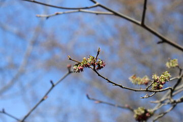 Persian ironwood