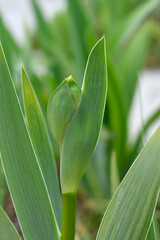 Tall bearded iris Lady Friend