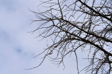 Ginkgo leaves