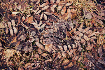 autumn leaves covered with frost background
