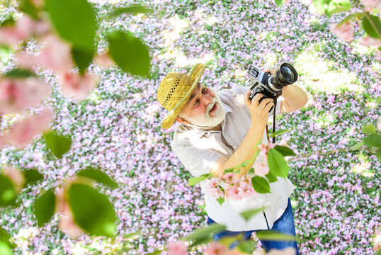 spring holiday. Cherry blossoming garden. photographer taking photo of apricot bloom. spring season with pink flower. old man watch young plants. photographer man take sakura blossom photo