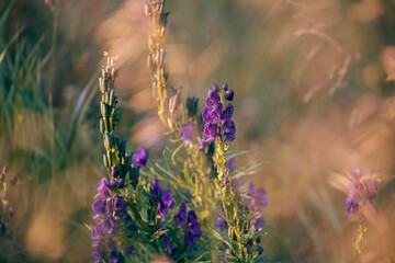 purple flowers in the field with blurred background