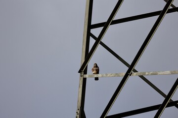 buzzard 