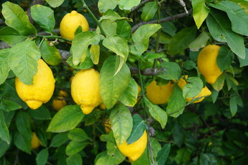 Limonero con limones en Espa&ntilde;a