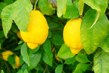 Limonero con limones en Espa&ntilde;a