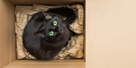 czarny kot w pudełku  - obrazy, fototapety, plakaty