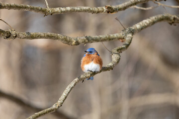 Eastern bluebird resting on branch