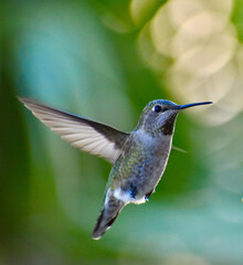 Beautiful iridescent green hummingbird in flight