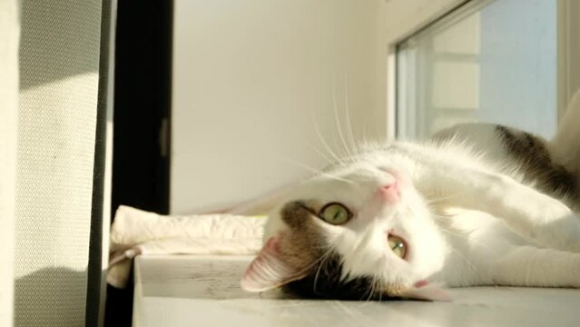 White tabby cat lying on the windowsill in the morning. White cat playing on sunlight