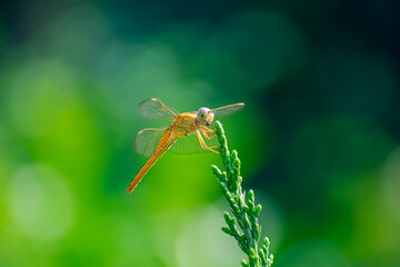 Sympetrum is a genus of small to medium-sized skimmer dragonflies, known as darters in the UK and as meadowhawks in North America.