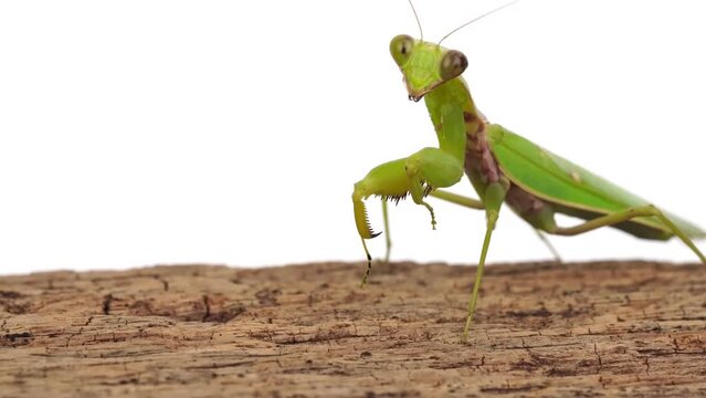 praying mantis swayed back and forth. on a white background.	