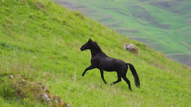 A black lone adult stallion gallops uphill through a high mountain pasture against the backdrop of mountains. Black wild male horse in natural environment
