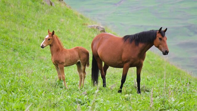 A small brown foal surrounded by her herd and mother horse on a green mountain pasture in the mountains