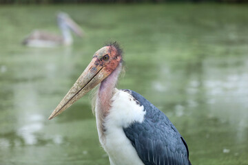 Close up head The maraboustork is big  bird animal in garden