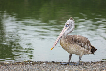 The great pelican bird is rest near the river