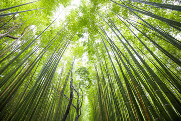 Green background of Arashiyama Bamboo Forest