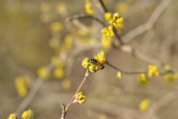 yellow flowers in the field