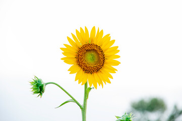 Fototapeta premium sunflower 