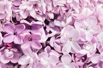 tender monochrome lilac flowers close up background with selective focus, spring concept with copy space. Pink violet floral backdrop