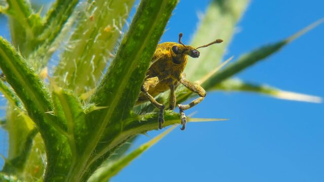Yellow insect Snout Beetle close-up on plant against blue sky
