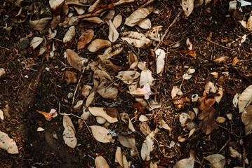 autumn leaves on the ground