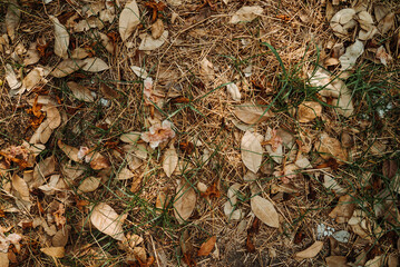 autumn leaves on the grass