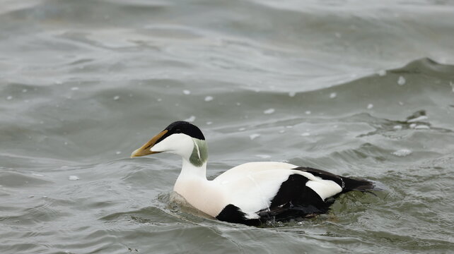 close up of cute common eider sea duck male swimming in harbor in the morning in denmark scandinavian. wildlife animal seabird can find along the shoreline of the seas