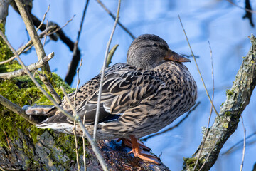 Duck on the mill pond