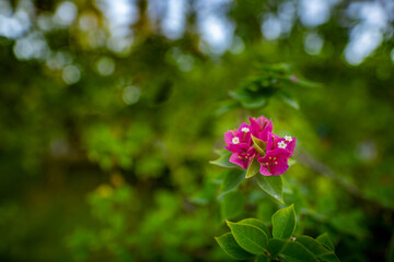 Blooming pink Bougainvillea flower branch isolated from deep green tropical nature background. Jungle forest closeup, pink flowers with green natural scenery. Exotic floral macro with copy space