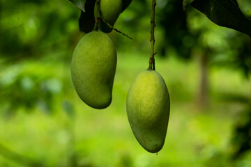 It is raw sour mango and ripe mango contains a lot of vitamins
